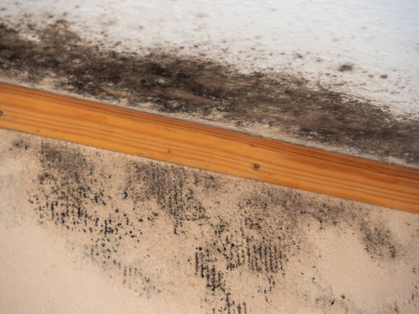 Best Mold Prevention Services  in Avenal, CA